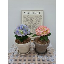 트리바이제이 수국 토분분갈이꽃 봄꽃, 블루계열, 수국만