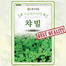 챠빌 씨앗 허브 꽃씨 야생화 허브씨앗 종자 차빌 챠빌씨 650립 DN