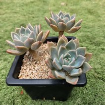 다육세상 다육이 연봉