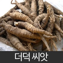 [약초종자] 더덕씨앗 1000립 더덕 약초 씨앗 종자, 1개