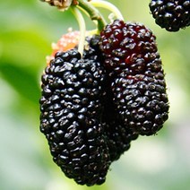 2022년 토종오디 햇오디 특상품 꼼꼼선별 5kg 10kg