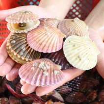 산지직송 통영 고성 비단 홍가리비, 고성 통영 홍가리비 1kg (25미내외)