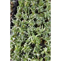 행복한꽃순이//석곡/홍매(소), 5개