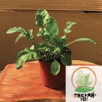 (도시농업해담채) 루꼴라화분 4개