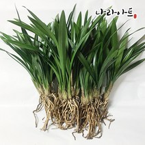 나라아트 풍란 동양란 난화분 모음, 33. 산천보세(4-5촉)