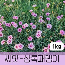 [조이가든] 야생화씨앗_상록패랭이 - 1kg