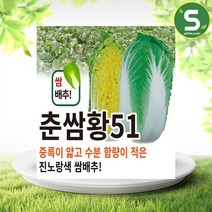 솔림텃밭몰 쌈배추씨앗 1000립 춘쌈황51 진노랑색 쌈배추 배추씨, 단품