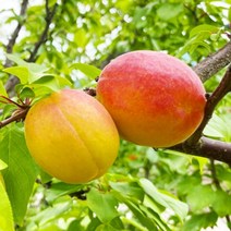[오늘의과일] 국내산 플럼코트 1kg 15과 내외, 없음, 1개