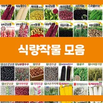 콩 옥수수 곡물 씨앗 모음, 16.스파클완두콩, 1개