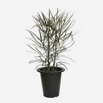 아랄리아 식물 모종 중대형(50-60cm) 마이플랜트, 아랄리아 중대형, 플레인 M, 1개