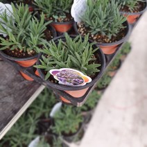 식물공장 잉글리쉬 라벤다 라벤더 소품 노지월동 율마 로즈마리 29s (마리노 변경 출고), 1개