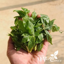 [나무인] 가시오가피 특묘(오갈피) 5그루