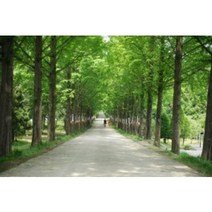 메타세콰이어묘목 10주