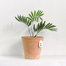 코노 레이스팟 이태리토분 빈티지 수제 토분, 단품