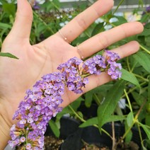 봄바람가든 붓들레아 로얄레드 6치포트 꼼꼼한포장 야생화