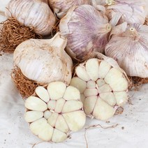 2023 햇마늘 스페인종자 국내산 저장마늘 통마늘 장아찌 1접, 대사이즈 1접 6.5~7kg