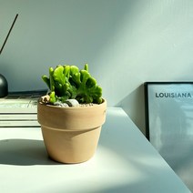 청산호 철화 (청기린 철화) - 굽이치는 파도를 닮은 선인장, 베트남토분 12cm 완성분 (살구색상), 1개