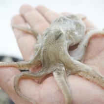 국내산 활 쭈꾸미 서해안 알배기 주꾸미 1kg, 급냉 봄쭈꾸미