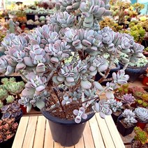 동글동글 통통한 분홍 방울복랑 대품 다육식물1-600 랜덤, 단품