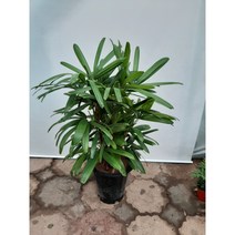 관음죽 대품/높이80센치, 1개