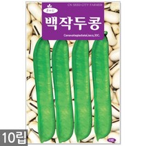 왜성적피 강낭콩 씨앗 30g - 콩씨 콩씨앗 씨 강낭콩씨 빨간강낭콩 붉은강낭콩씨앗 씨 강낭콩씨앗 주말농장 텃밭, 18_백작두콩(10립)