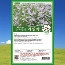 라일락나무 씨앗 라일락 나무 씨 종자 20g