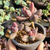 다육식물(간주 중품) 랜덤발송, 1개