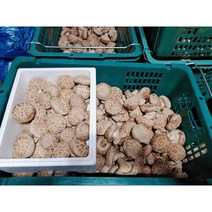 100% 산지직송 화고 표고버섯 고급형 특품 (농장직배송), 500g, 1개