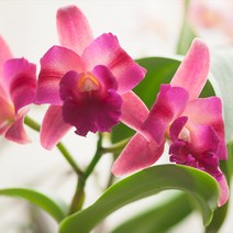 난 향 (Orchid F.O) / 30ml