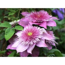 유럽 클레마티스 카이저 11CM 사각포트 신품종 큰꽃으아리 야생화 봄꽃 분홍겹꽃 넝쿨식물 꽃보러가자