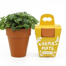 허브메이트 레몬밤 화분형 씨앗모종 재배 심기 키우기 좋은식물, 상세페이지 참조