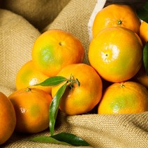 [초록자연] 노지 새코미 감귤 5kg (소과) 고당도 밀감