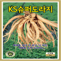 [OK씨앗] [[도라지] KS슈퍼도라지(2000립)] 도라지씨앗 슈퍼도라지씨앗 종묘 묘종 씨앗 채소씨앗 꽃씨앗(KS종묘)
