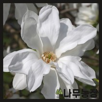 (나무농장) 목련나무 별목련 투스톤 접목1년 묘목