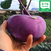 서귀포 성산 산지직송 제주 친환경 유기농 콜라비 무농약 콜라비 3kg 5kg 10kg, 유기농콜라비 5kg 특상혼합, 1개