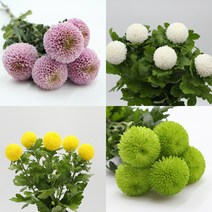 슈퍼퐁퐁(퐁퐁소국) 꽃 생화택배 (고속터미널꽃시장 직배송) 꽃예꽃, 비슷한 느낌의 꽃으로 변경(다른꽃or다른색), 퐁퐁소국 흰색, 금~일요일 구매시 (화요일 도착), 1개