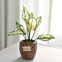실내공기정화식물 율마 아레카야자 스킨답서스 산세베리아 테이블야자 유칼립투스 이레카야자 페페 스투키 몬스테라, (식물만), 5.스노우사파이어