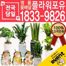 플라워포유 축하 오픈 개업 공기청정 관엽식물 화분선물 당일배송 꽃배달, (선택81)크루시아