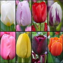 목하원예조경 튤립 구근 10종 모음 (추식구근) 1세트5구, 2. 캔디프린스 5구