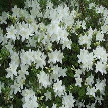 키움원예 [백철쭉] 10주묶음 키40센티