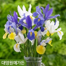 아이리스 구근 (특대) 알뿌리 추식구근, 02. 몬테시토 5구