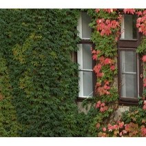 분재소재 / 담쟁이 덩굴 포트 / 미국담쟁이 포트, 담쟁이덩굴 포트 / 30주