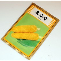 꽃씨 500 교재용 옥수수씨앗 싹티우기 꽃씨 과일씨 나무씨, 본상품