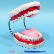 CAL299285상아사이언스 치아모형(교육용-대) (ICE) 장난감 문구용품 완구 학습준비물 만들기용품