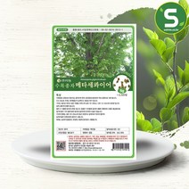 솔림텃밭몰 수목종자 메타세콰이어씨앗 5g 메타세콰이어나무종자, 단품