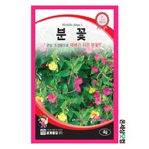 분꽃 4g/ 꽃씨앗 꽃씨 분꽃씨앗 분꽃씨