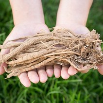 국산 속단(한속단) 400g/ 건조 말린 약초 약재 국내산 차 한방, 14Q8_국산속단(한속단) 200gX2