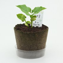 팜팜농장 강낭콩