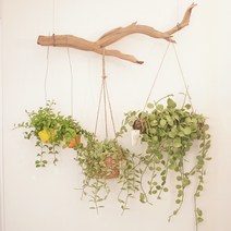행잉플랜트 디시디아 화이트 멜론 애플 공중식물 행잉화분 공기정화식물, 디시디아 미니 x2