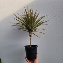 무배특가 플랜테리어 거실화분 바이칼라 마지나타 수입마지나타 40-70cm 119